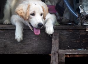 반려동물 금수 조치에 반대한다