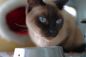 반려묘를 위한 홈메이드 레시피