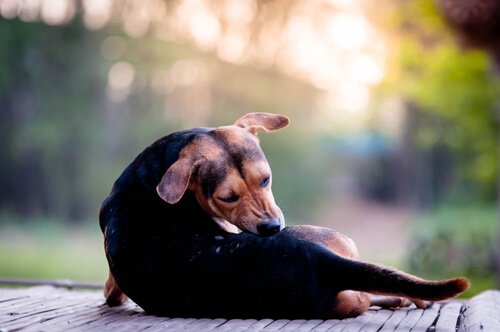 개에게 발생하는 진드기성 피부병: 흡윤개선