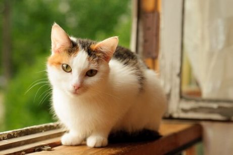 고양이 알레르기의 원인, 증상 및 예방