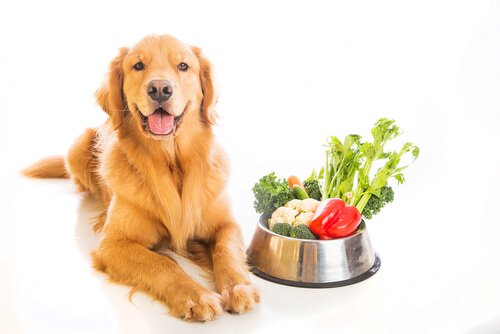 개가 먹어도 되는 채소와 안 되는 채소
