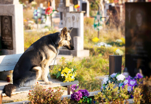 개는 얼마나 오래 사람을 기억할 수 있을까?
