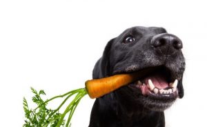 개가 먹어도 되는 채소와 안 되는 채소