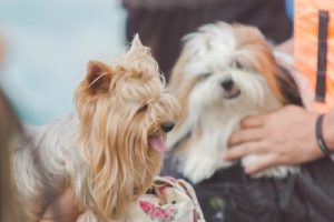 반려견과 대화를 나누는 방법