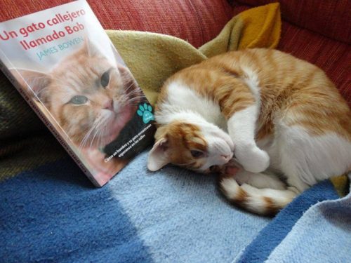 유기묘 '밥'(Bob)의 이야기