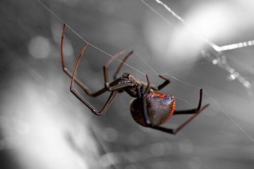 세상에서 가장 위험한 거미 8가지