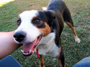 반려동물의 정신 건강에 관하여