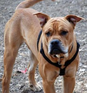 카데보우의 모든 것을 알아보자