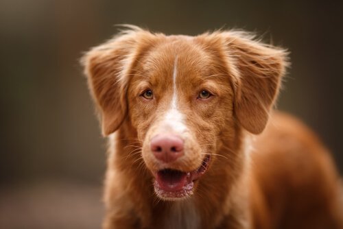 헐떡거림에 불안