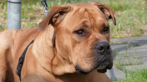 카데보우의 모든 것을 알아보자