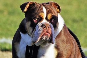 개를 키우는 데 비용이 얼마나 들까?