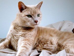 고양이 중성화 수술을 해야 하는 이유