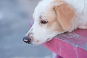 반려견이 옴에 걸렸을 때 대처하는 방법