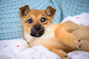 반려동물 키우기는 취미가 아니다