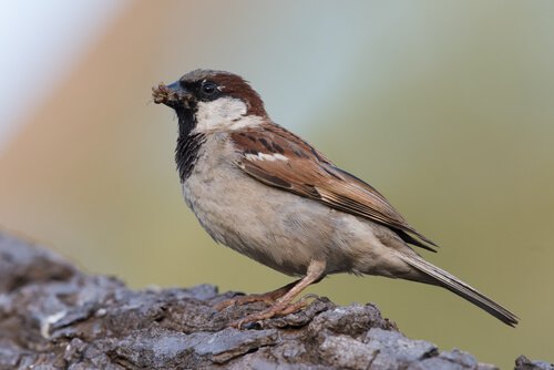 참새가 도시에서 사라지고 있다