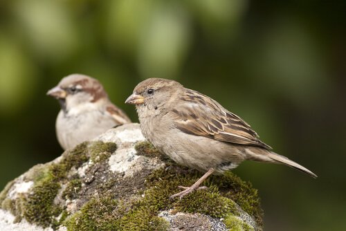 참새가 도시에서 사라지고 있다
