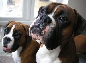 독일 출신의 개 품종