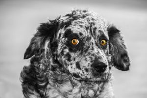 레온 셰퍼드는 어떤 품종일까?