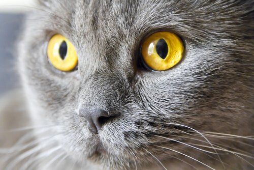 고양이 포도막염의 원인, 증상 및 치료