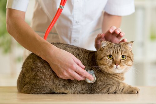 고양이에게 흔히 발생하는 질병 7가지