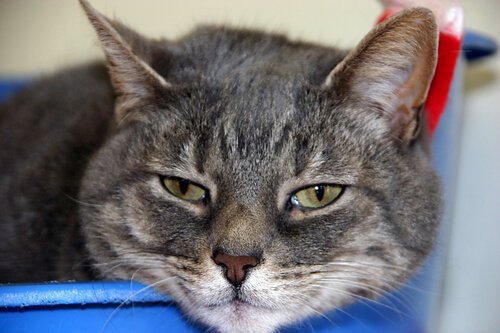 고양이에게 흔하게5