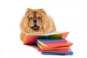 정서 지능이 가장 뛰어난 동물은?