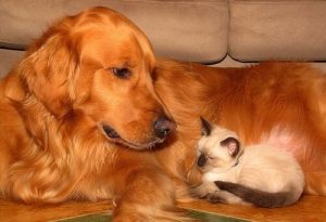 반려동물의 웰빙을 위한 관리 팁