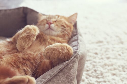 새끼 고양이 키우기3