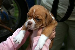 반려동물을 수의사에게 데려가는 팁