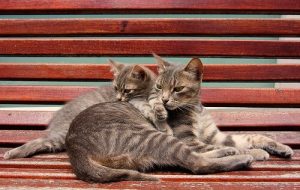 중성화수술은 언제가 적절할까?