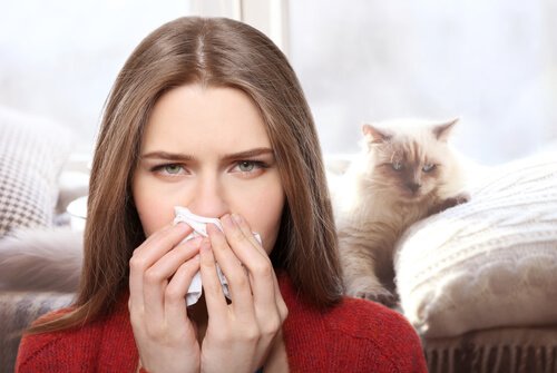 고양이 알레르기를 치료하는 방법