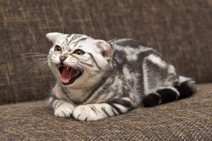 반항적인 고양이를 길들이는 방법