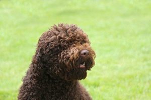 바베트의 모든 것을 알아보자