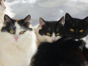 재패니즈밥테일 고양이 이야기