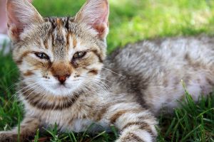 개가 고양이보다 똑똑하지 않다는 건 사실일까?