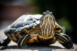 멸종 위기에 처한 거북들