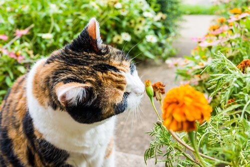 고양이들이 좋아하는 냄새 8가지