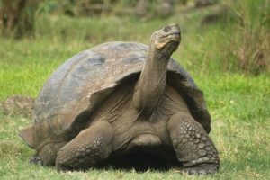 세계에서 가장 수명이 긴 동물들