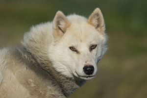 그린랜드 독에 관하여