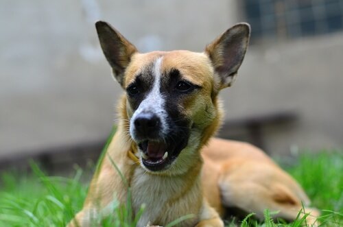 개가 풀을 뜯어 먹는 기생충