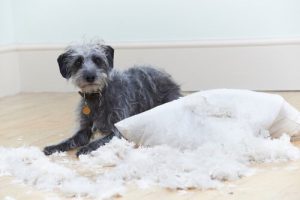 개의 행동 장애 유형 6가지