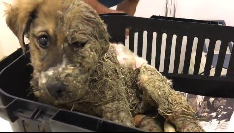 접착제와 진흙을 뒤집어쓰며 학대당한 강아지, 파스칼