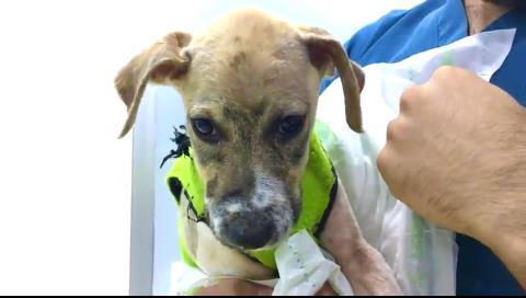 접착제와 진흙을 뒤집어쓰며 학대당한 강아지, 파스칼