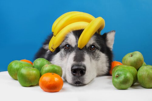 여름철 개에게 좋은 과일
