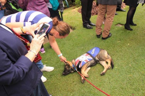 너무 순해서 경찰견이 되지 못한 개