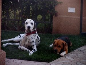 집을 벼룩 없이 관리하는 방법