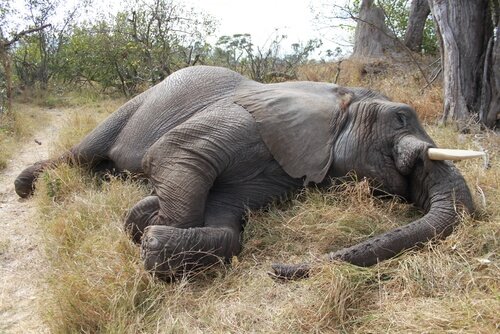 보츠와나에서 백여 마리의 코끼리가 살해되다