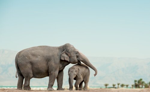 보츠와나에서 백여 마리의 코끼리가 살해되다