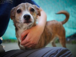 개가 아이들의 천식 증상을 줄여준다