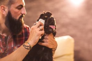 반려견의 눈을 씻겨주는 법